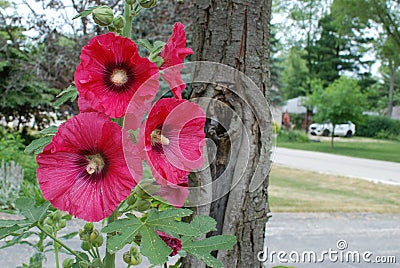 Three red Hollyhock blooms are a beautiful standout Stock Photo