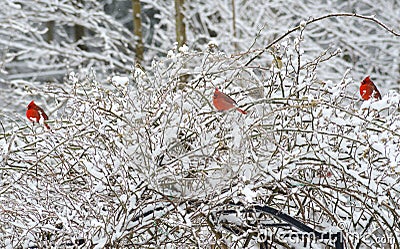 Three red male Cardinals perch in snowy bush. Stock Photo