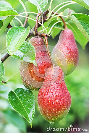 Three Red Pears on a background of green foliage Stock Photo