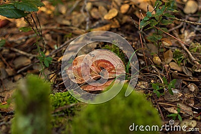 Three red pine mushrooms Stock Photo