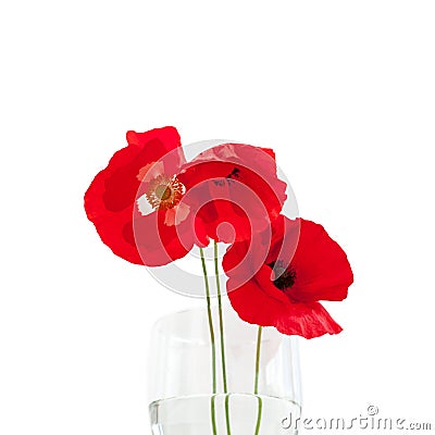 Three red poppies flowers on white table with contrast sun light and shadows and wine glass with water close Stock Photo