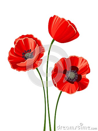 Three red poppies. Vector illustration. Vector Illustration