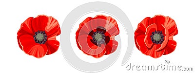 Three red poppies. Vector illustration. Vector Illustration