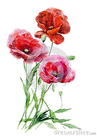 Three red poppy flowers against the background of bound stalks. Hand drawn watercolor floral illustration. Cartoon Illustration