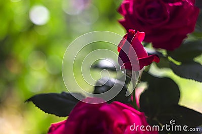 Three red roses blossom in the garden, a rose in the bud, beautiful scarlet flowers in the sunlight Stock Photo