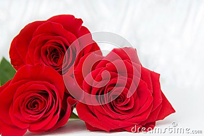 Three Red Roses with boke Background. copy space - Valentines and 8 March Mother Women's Day concept Stock Photo