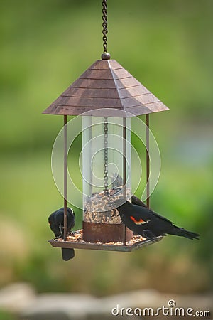 Three Red-winged Blackbirds Stock Photo