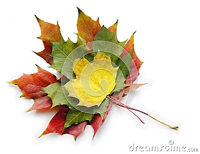 Three red yellow green maple leaves on white Stock Photo