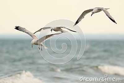 Three Ring Billed Gulls in Flight Stock Photo