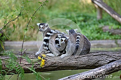 Three ring tailed lemurs rest on tree branch Stock Photo