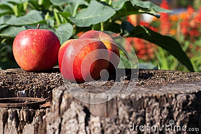 Three ripe and red apples on a stump in the garden among greenery and flowers Stock Photo