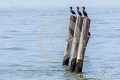 Three river birds standing on a wooden pillars Stock Photo