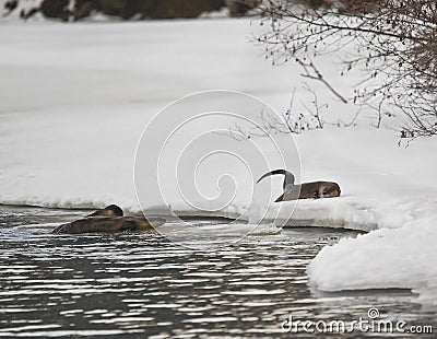 Three River Otters playing Stock Photo