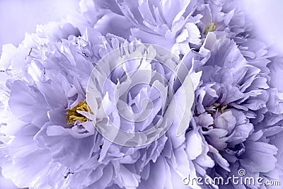 Three romantic peonies in very peri color like art wall picture Stock Photo