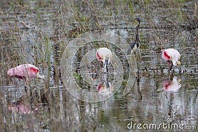 Roseate Spoonbills Eating Stock Photo