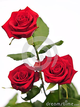 Three Roses Royalty Free Stock Photography - Image: 14385777