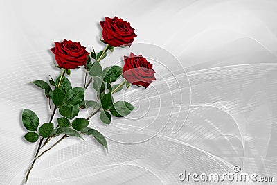 Three red roses lie on a gray-white background. Stock Photo