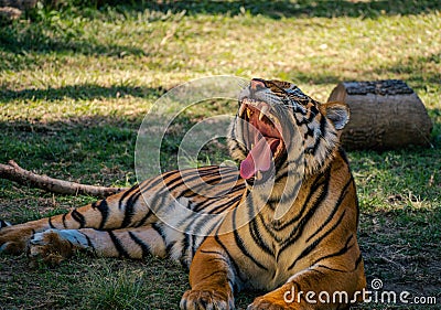 Young Royal Bengal tiger sibblings at the Guadalajara zoo Stock Photo