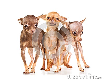 Three Russian toy terrier Stock Photo