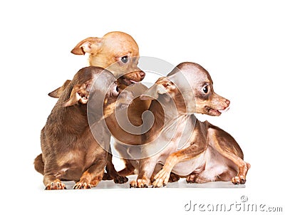 Three Russian toy terrier Stock Photo