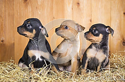 Three Russian Toy Terrier puppies Stock Photo