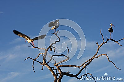 Three Saddle-billed Stork Stock Photo