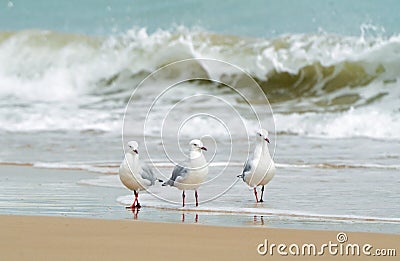 Three sea birds paddling in waters edge of beach Stock Photo