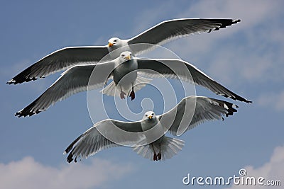 Three sea gulls Stock Photo