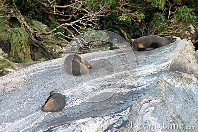 Three Sea lions resting in a rock in milford sound Stock Photo