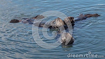 Three sea otters feeding in coastal Alaska USA Stock Photo