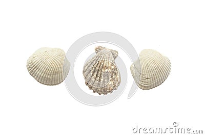 Three sea shells isolated on white background Stock Photo