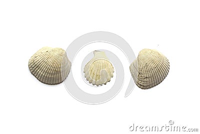 Three sea shells isolated on white background Stock Photo