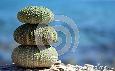 Three sea urchins Stock Photo