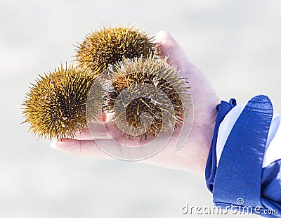 Three sea urchins on hand in the winter. Stock Photo