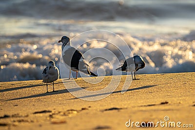 Three Seagulls on the beach. Stock Photo