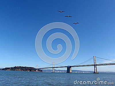 Three Seagulls fly in front of the San Francisco side of Bay Bridge Stock Photo