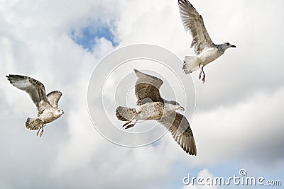 Seagulls flying in the sky Stock Photo