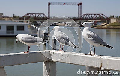 Three Seagulls Stock Photo