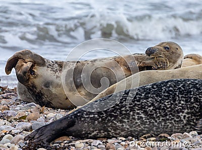 three seals and one is lying on the beach next to the water Stock Photo