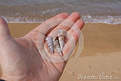 Three seashells in hand at beach Stock Photo