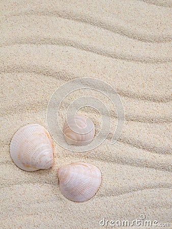 Three seashells Stock Photo