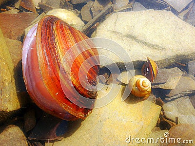 Three seashells Stock Photo