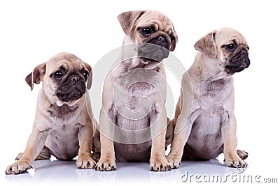 Three seated pug puppy dogs Stock Photo