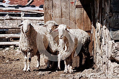 Three sheep standing in front of a barn door Stock Photo