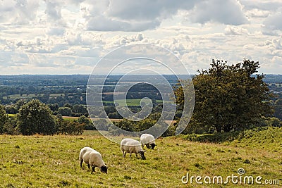Three sheep at Tara Hill Stock Photo