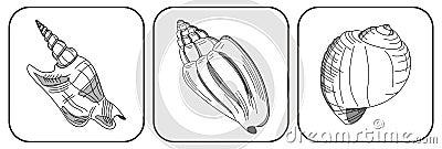 Three shells Vector Illustration