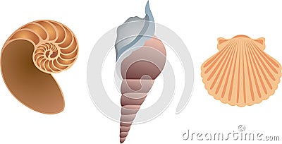 Three shells Vector Illustration