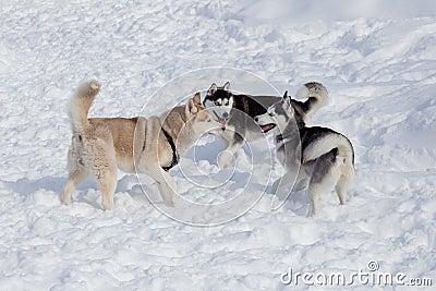Three siberian husky are playing on a white snow in the park. Pet animals Stock Photo