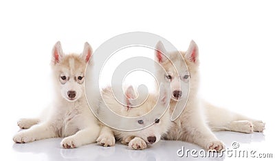 Three siberian husky puppies laying on white background Stock Photo