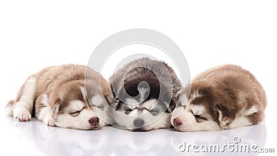 Three siberian husky puppies sleeping Stock Photo